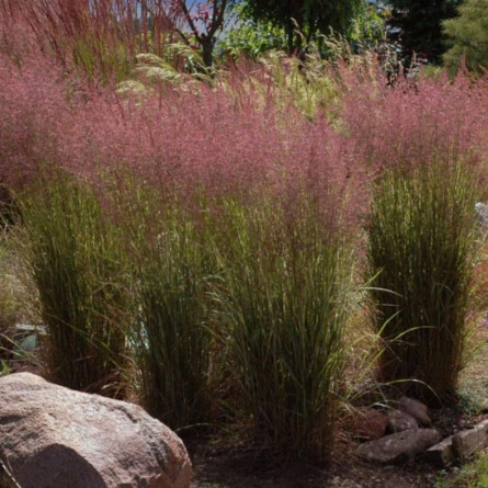 Куничник гостроквітковий 'Overdam' (Calamagrostis acu. 'Overdam') 
