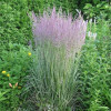 Куничник гостроквітковий 'Overdam' (Calamagrostis acu. 'Overdam') 