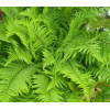 Щитник чоловічий (Dryopteris filix-mas) 