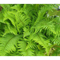 Щитник чоловічий (Dryopteris filix-mas) 