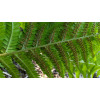 Щитник чоловічий (Dryopteris filix-mas) 