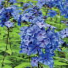Флокс метельчатый 'Blue Paradise' (Phlox (P) 'Blue Paradise')