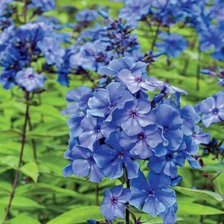 Флокс метельчатый 'Blue Paradise' (Phlox (P) 'Blue Paradise')
