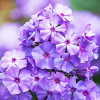 Флокс метельчатый 'Blue Paradise' (Phlox (P) 'Blue Paradise')