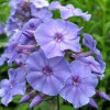 Флокс метельчатый 'Blue Paradise' (Phlox (P) 'Blue Paradise')