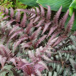 Безщитник жіночий 'Burgundy Lace' (Athyrium 'Burgundy Lace' )