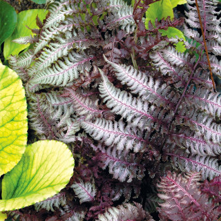 Безщитник жіночий 'Burgundy Lace' (Athyrium 'Burgundy Lace' )