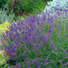 Лавандін Гроссо (Lavandula int. 'Grosso')