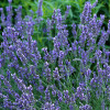 Лавандін Гроссо (Lavandula int. 'Grosso')