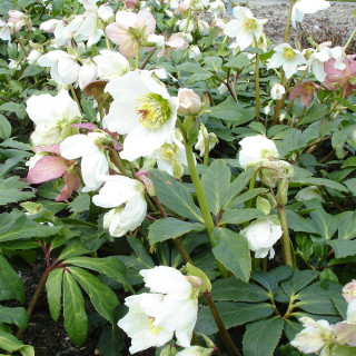 Морозник чорний (Helleborus niger)