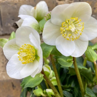 Морозник чорний (Helleborus niger)