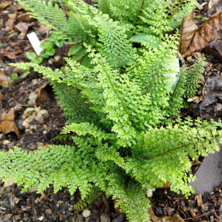 Багаторядник щетинконосний  (Polystichum s. "Plumosum")