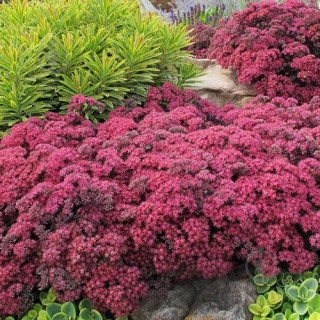 Седум Dazzleberry" (Sedum "Dazzleberry")