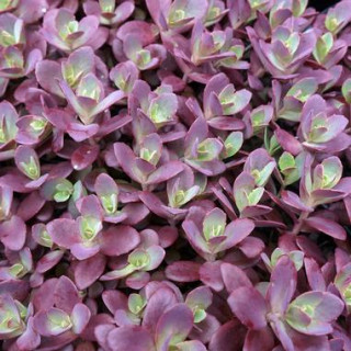 Седум Dazzleberry" (Sedum "Dazzleberry")