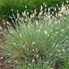 Сеслерия болотная (Sesleria caerulea)