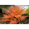 Щитник австралійський (широколистий) (Dryopteris austriaca (dilatata))