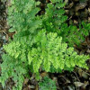 Щитник австралійський 'Lepidota Crispa Crista' (Dryopteris au. 'Lepidota Crispa Crista')