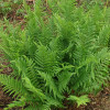 Щитник австралійський 'Lepidota Crispa Crista' (Dryopteris au. 'Lepidota Crispa Crista')