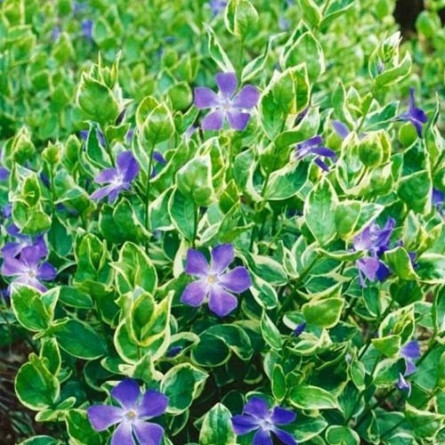 Барвінок великий 'Variegata' (Vinca major 'Variegata')