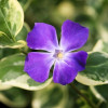 Барвінок великий 'Variegata' (Vinca major 'Variegata')