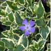 Барвінок великий 'Variegata' (Vinca major 'Variegata')