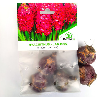 Гіацинт 'Jan bos' (Hyacinthus 'Jan bos') набір 3 шт. 