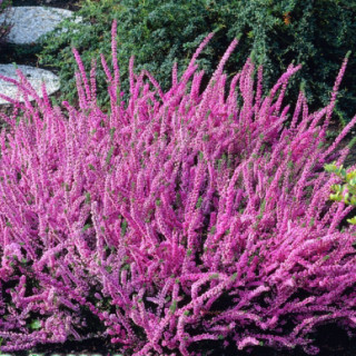 Верес звичайний ‘Athene’ (Calluna vulgaris ‘Athene’)