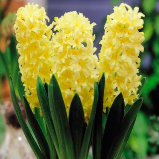 Гіацинт 'Gipsy princess' (Hyacinthus 'Gipsy princess') в упак. набір 3 шт.
