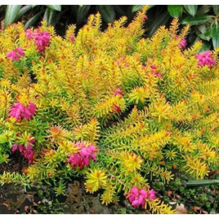 Еріка рум’яна ‘Whisky’ (Erica carnea ‘Whisky’)