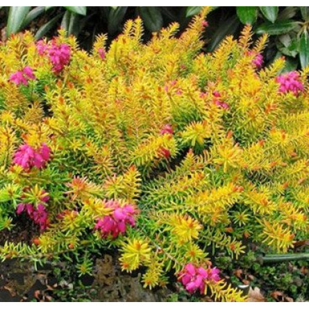 Эрика румяная ‘Whisky’ (Erica carnea ‘Whisky’)
