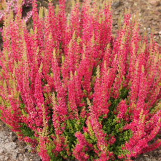 Вереск звичайний ‘Disco Queen’ (Calluna vulgaris ‘Disco Queen’)