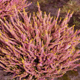 Верес звичайний ‘Theresa’ (Calluna vulgaris ‘Theresa’)