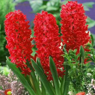 Гіацинт 'Jan bos' (Hyacinthus 'Jan bos') набір 3 шт. 