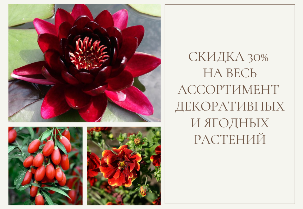 Розпродаж декоративних рослин! -30% до 20.11.21!
