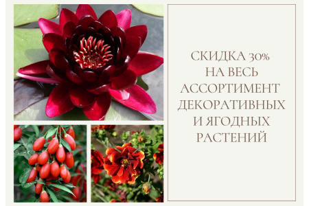 Розпродаж декоративних рослин! -30% до 20.11.21!