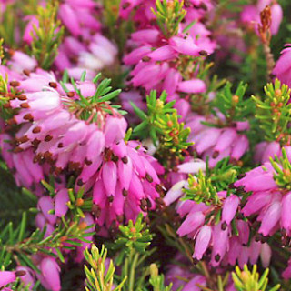 Еріка рум’яна ‘Foxhollow’ (Erica carnea ‘Foxhollow’)