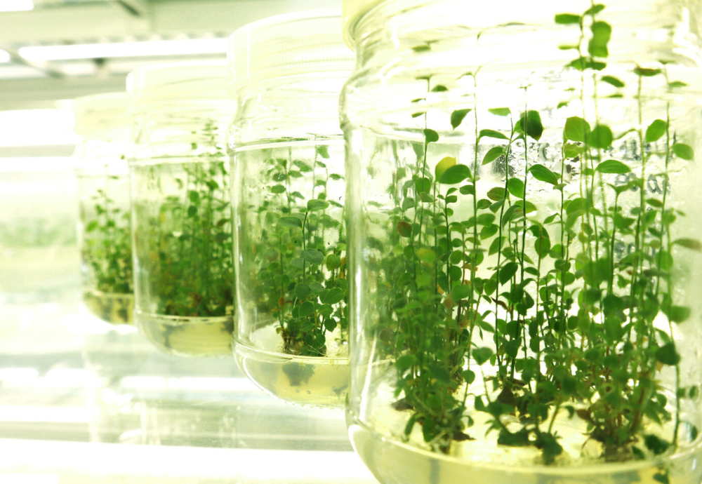 Мікроклональне розмноження рослин in vitro