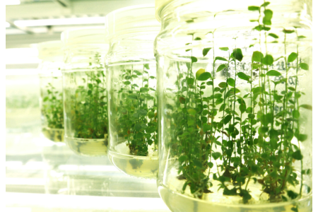 Мікроклональне розмноження рослин in vitro