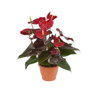 Антуріум (Anthurium gemengd)