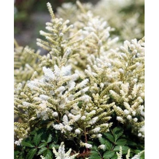 Астільба японская 'Queen of Holland' (Astilbe japonica 'Queen of Holland')