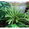 Безщитник жіночий  'Frizelliae' (Athyrium f.-f.  'Frizelliae')