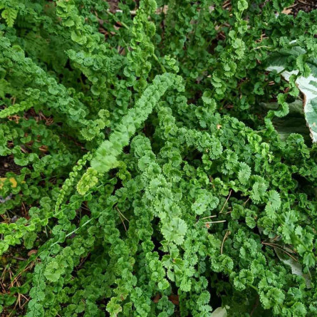 Безщитник жіночий  'Frizelliae' (Athyrium f.-f.  'Frizelliae')