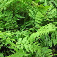 Безщитник жіночий 'Lady in Red' (Athyrium f.-f. 'Lady in Red')