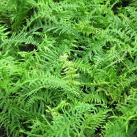 Безщитник жіночий 'Victoriae' (Athyrium f.-f. 'Victoriae')