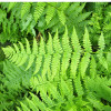 Кочедыжник женский 'Rotstiel' (Athyrium f.-f. 'Rotstiel')