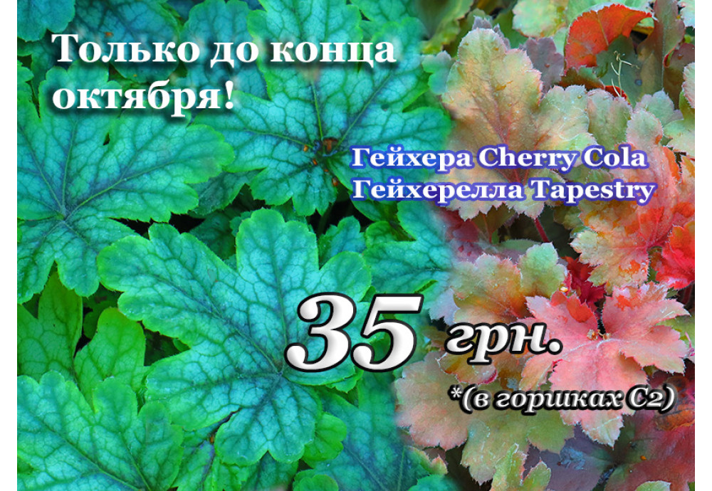 Акція! 30% на гейхеру 'Cherry Cola' та гейхереллу 'Tapestry'!
