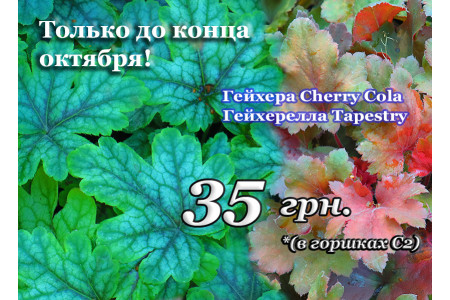 Акція! 30% на гейхеру 'Cherry Cola' та гейхереллу 'Tapestry'!