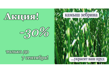 Акція! Комиш зебрина - всього 35 грн. за горщик С2!