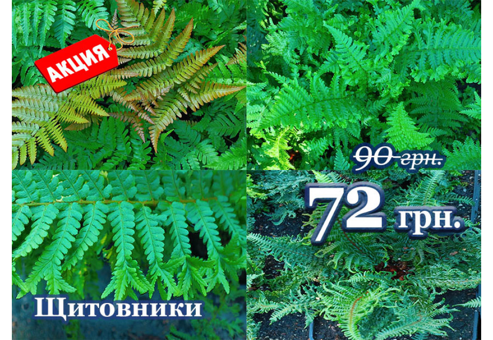 Акція на щитники! 20% до кінця жовтня!