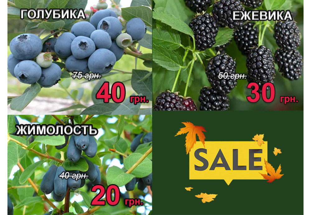 Акція на саджанці лохини, ожини, жимолості
